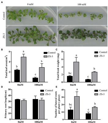 The Endophytic Strain ZS-3 Enhances Salt Tolerance in Arabidopsis thaliana by Regulating Photosynthesis, Osmotic Stress, and Ion Homeostasis and Inducing Systemic Tolerance